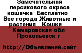 Замечательная персикового окраса кошечка. Бесплатно - Все города Животные и растения » Кошки   . Кемеровская обл.,Прокопьевск г.